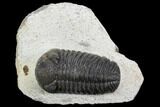 Morocops Trilobite - Visible Eye Facets #120076-2